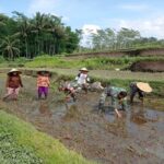 Babinsa Koramil Gandusari Membantu Poktan Barokah Tanam Padi