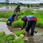 Babinsa Kaligrenjeng Mendampingi Proses Perkembangan Bibit Padi Sebelum Tanam di Wilayah Winotirto