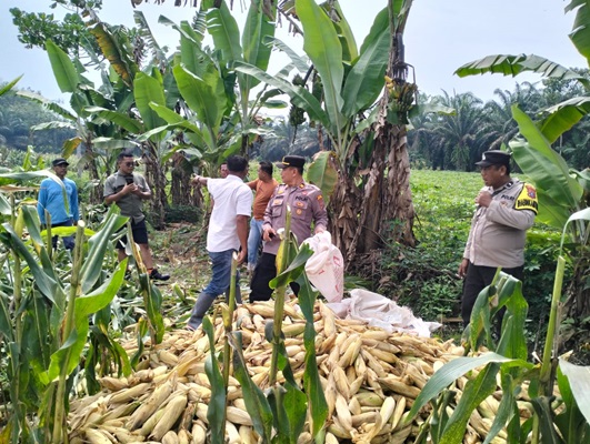 Polsek Dolok Masihul Polres Sergai Laksanakan Kegiatan Panen Raya Tanaman Jagung di Areal Lahan Perkebunan PT. Socfindo