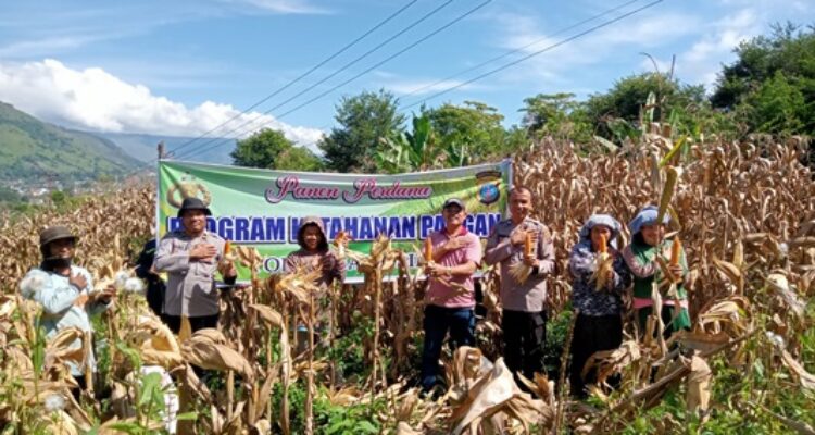 Panen Perdana Jagung Ketahanan Pangan, Kolaborasi Bhabinkamtibmas Bersama Warga Samosir Berbuah Hasil