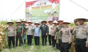 Kapolres Sergai Bersama Forkopimda Melaksanakan Giat Panen Raya Jagung Serentak Kuartal II tahun 2025