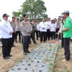 Wujudkan Swasembada Pangan Nasional, Bupati Samosir Bersama Kapolda Sumut Tinjau Lokasi Penanaman Bawang Putih di Kecamatan Simanindo